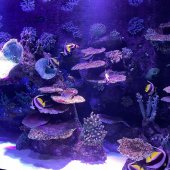 экскурсия аквариум из кемера