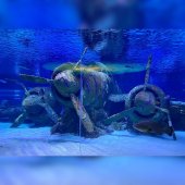 экскурсия аквариум из кемера