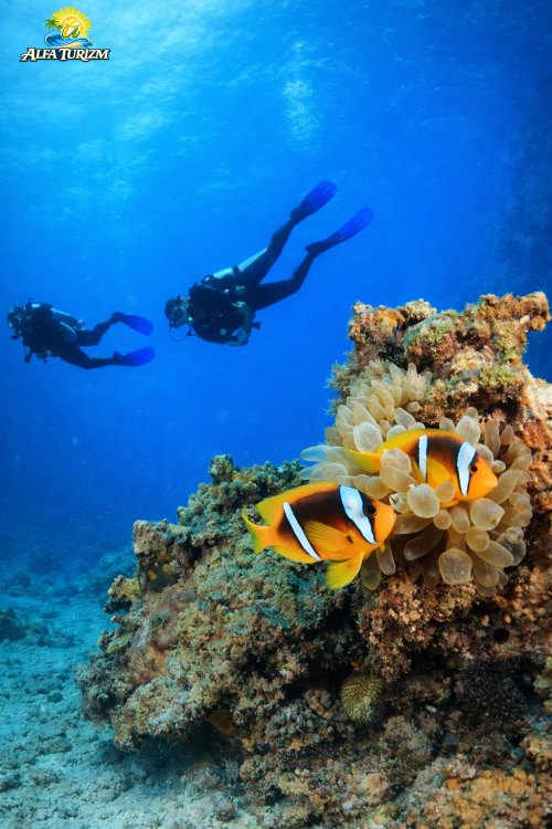 Дайвинг в Анталии