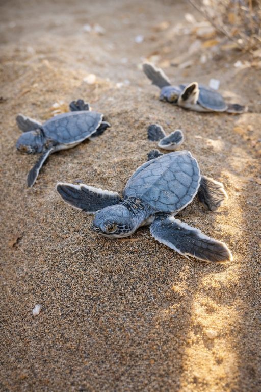 Город Олимпос 