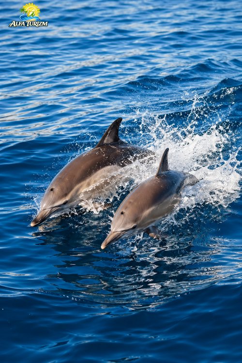 Экскурсия на Остров Дельфинов в Сиде