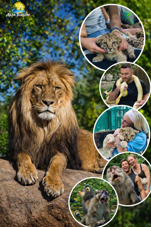 Panther safari(Пантер Сафари) тур