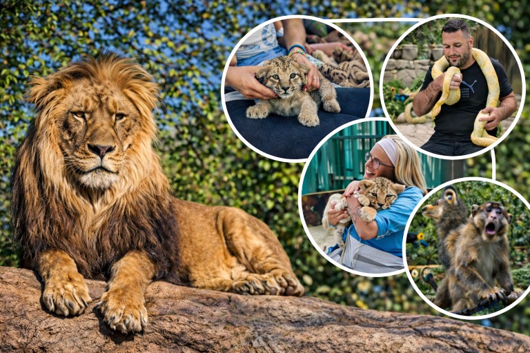 Panther safari(Пантер Сафари) тур