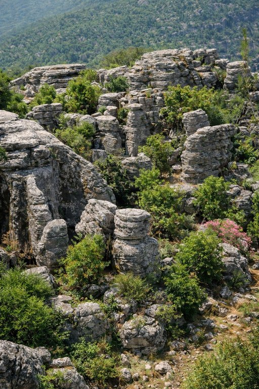 Адам Каялар